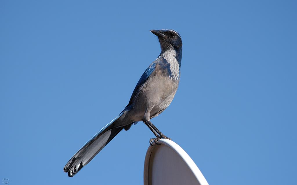 38-Scrub Jay-05