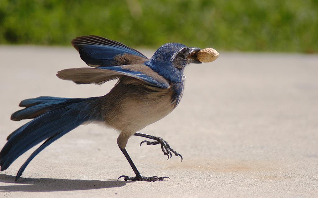 39-Scrub Jay-00