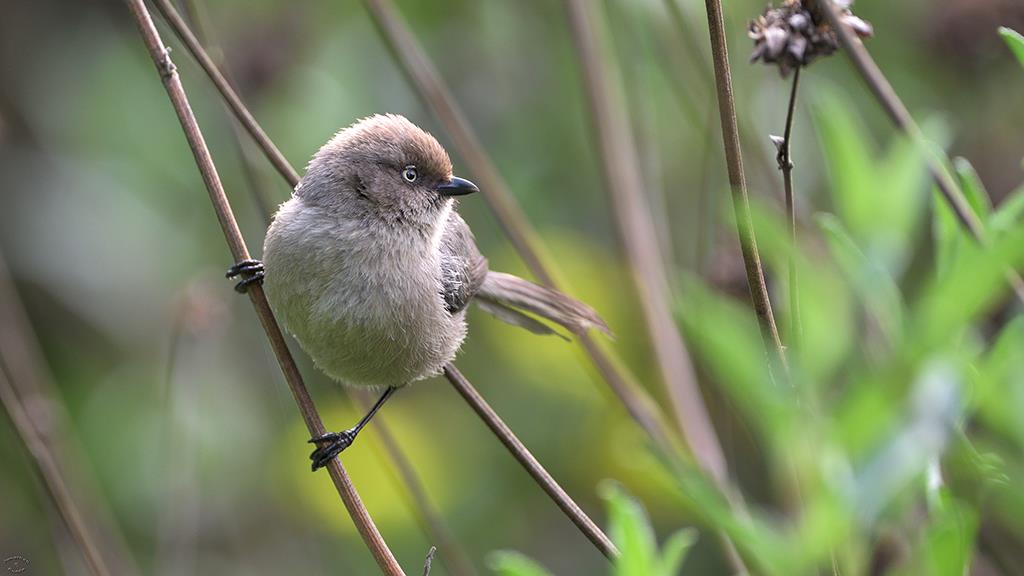 01-Bushtit (2020-02)-01