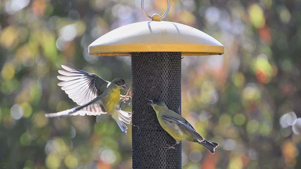 04-Lesser Goldfinch (2020-02)-01