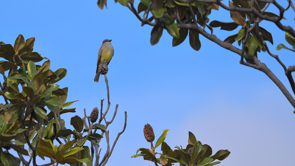 05-Cassin's Kingbird (2019-12)-01