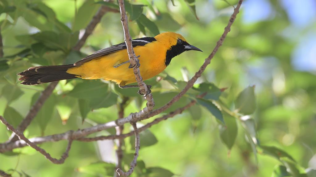 07-Hooded Oriole (Catalina2019)-02