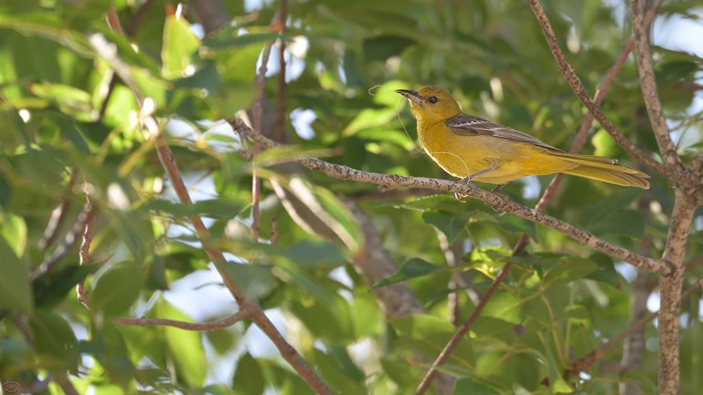 08-Hooded Oriole (Catalina2019)-01