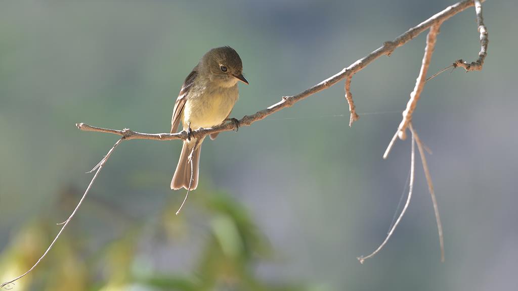 09-Dusky Flycatcher (Catalina2019)-01