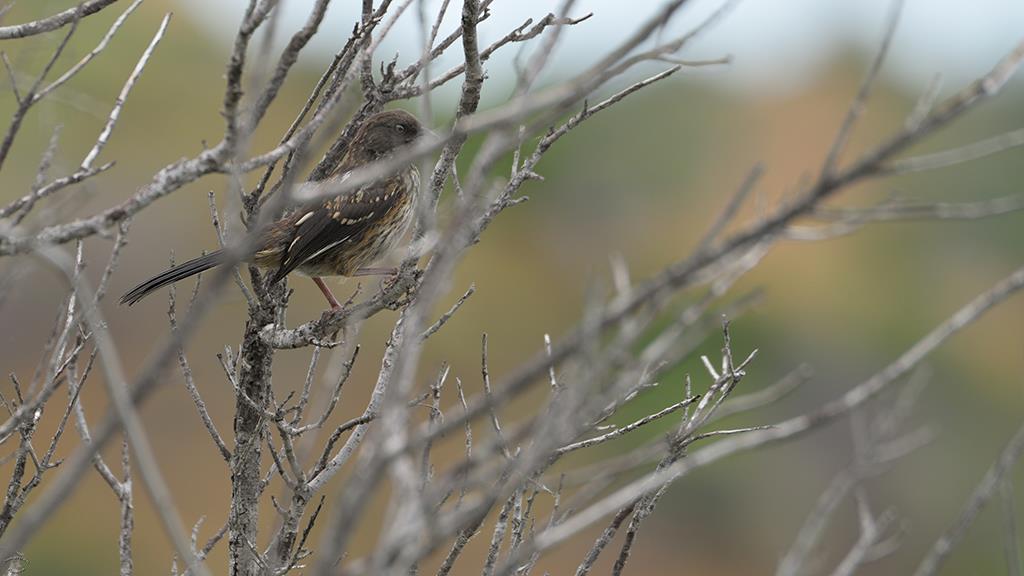 13-Spotted Towhee Juvenile (Catalina2019)-01