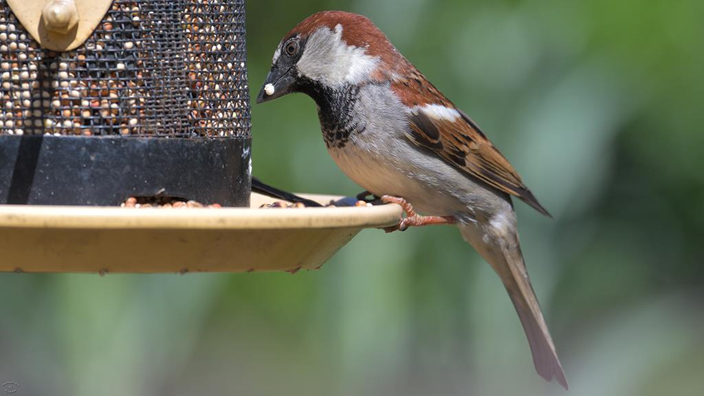 14-House Sparrow (2019-03)-01