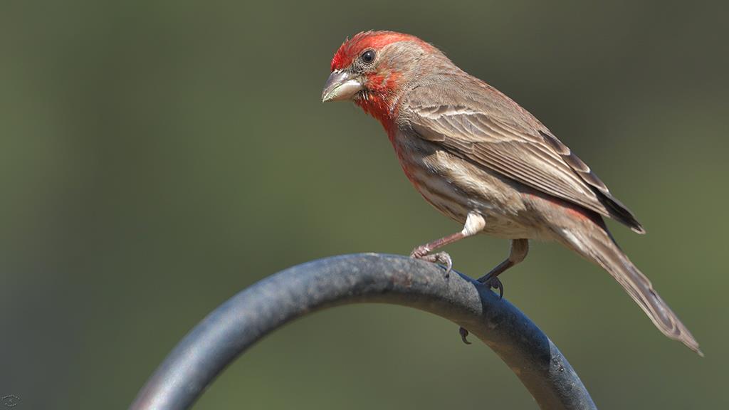 15-House Finch (2019-03)-01