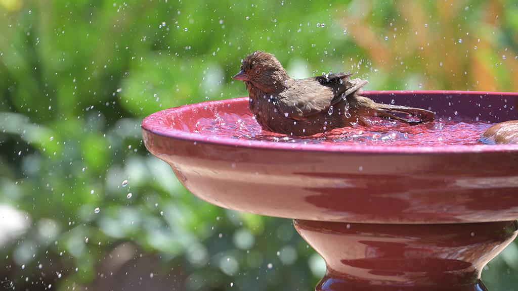 16-California Towhee (2019-04)-01