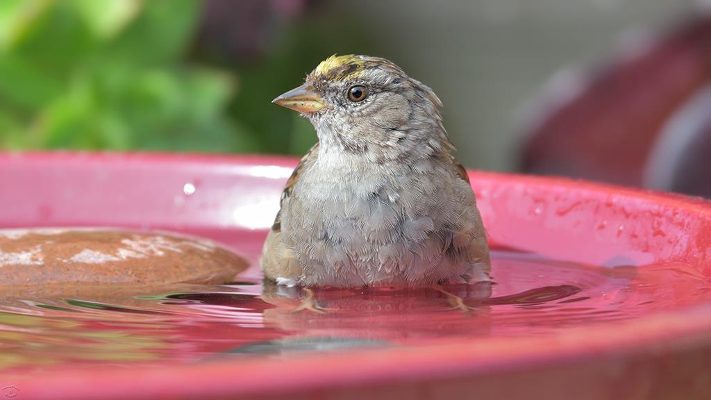 17-Gold Crowned Sparrow (2019-04)-03