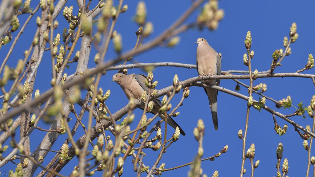 18-Mourning Dove (2019-03)-01