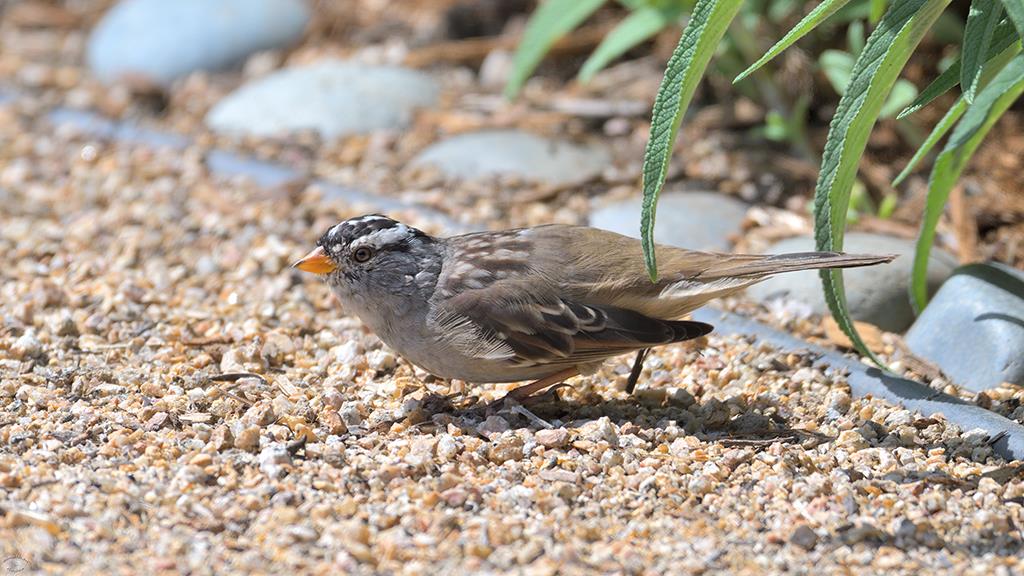 19-White Crowned Sparrow (2019-03)-03