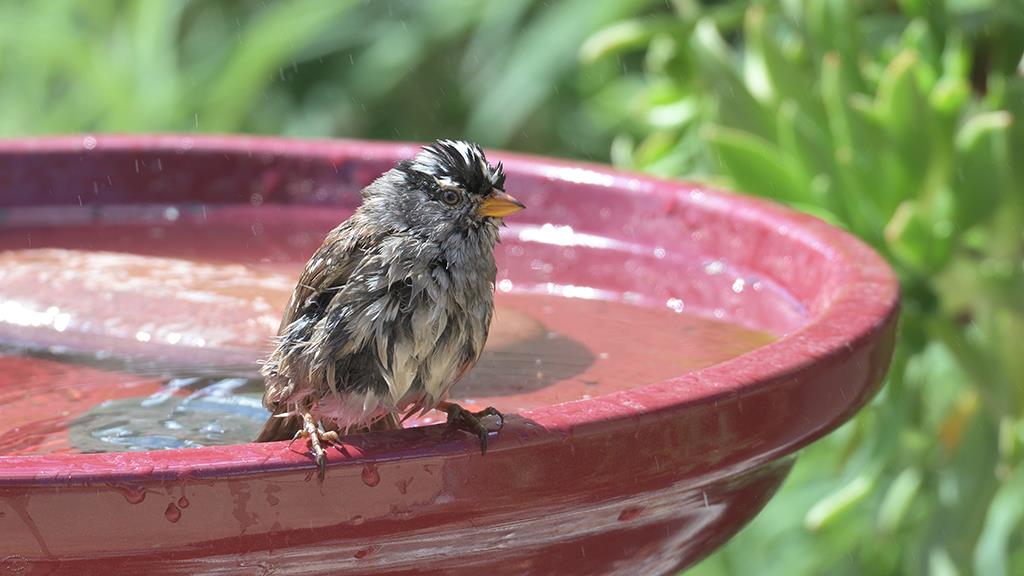 20-White Crowned Sparrow (2019-03)-02