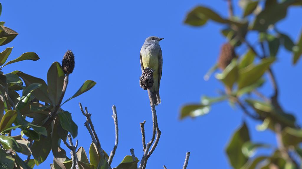 21-Cassin's Kingbird (2018-12)-02