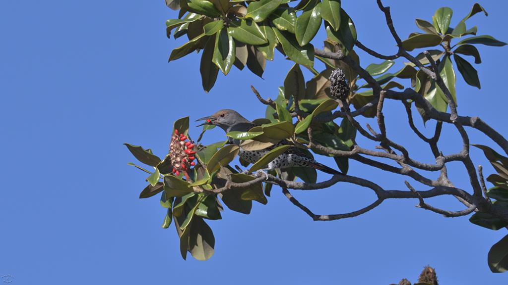 22-Northern Flicker (2018-12)-01