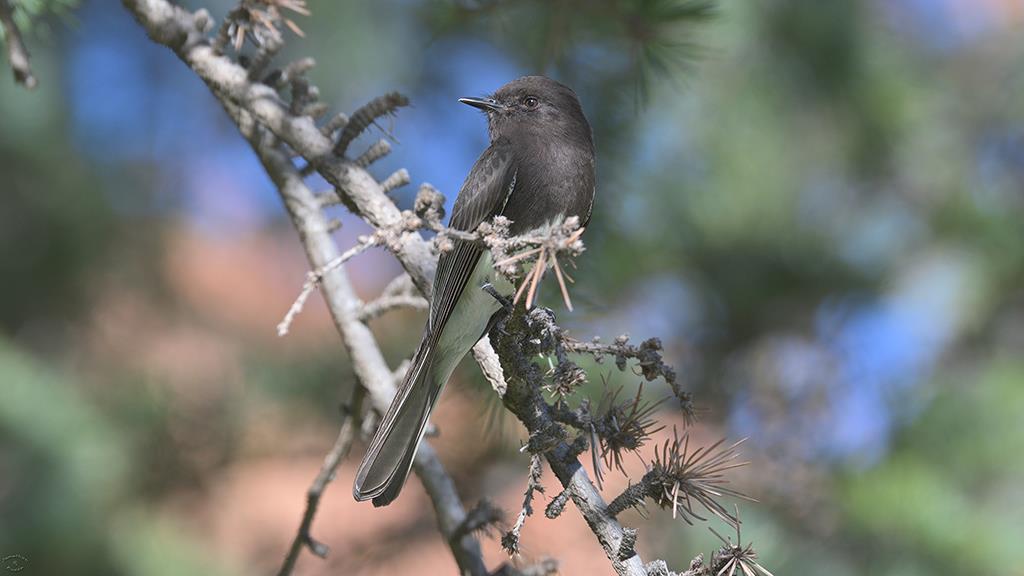 24-Black Phoebe (UCLA_2018-12)-01