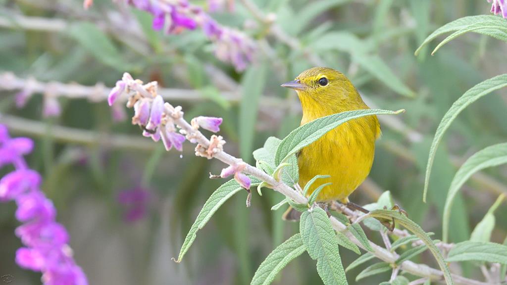 25-Yellow Warbler (2018-11)-01