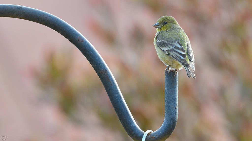 26-Lesser Goldfinch (2018-11)-01