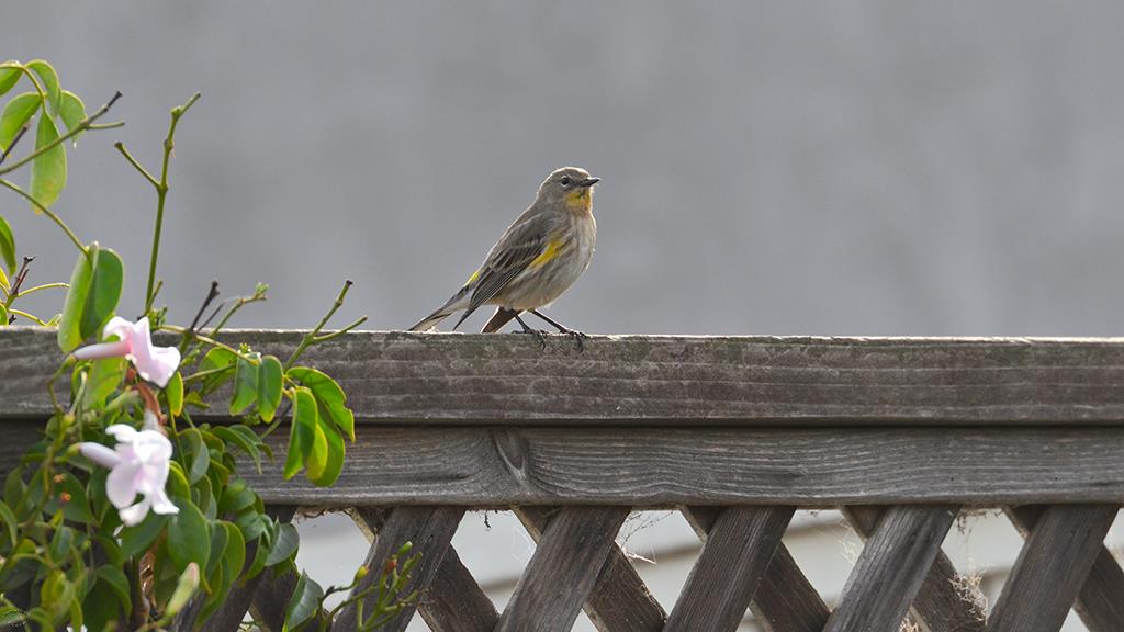 27-Yellow Rumped Warbler (2018-11)-01