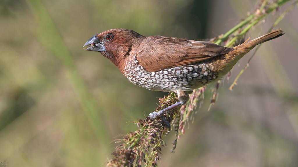 28-Spice Finch (LAZooNov2018)-01