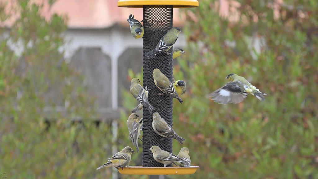 30-Lesser Goldfinch (2018-09)-04