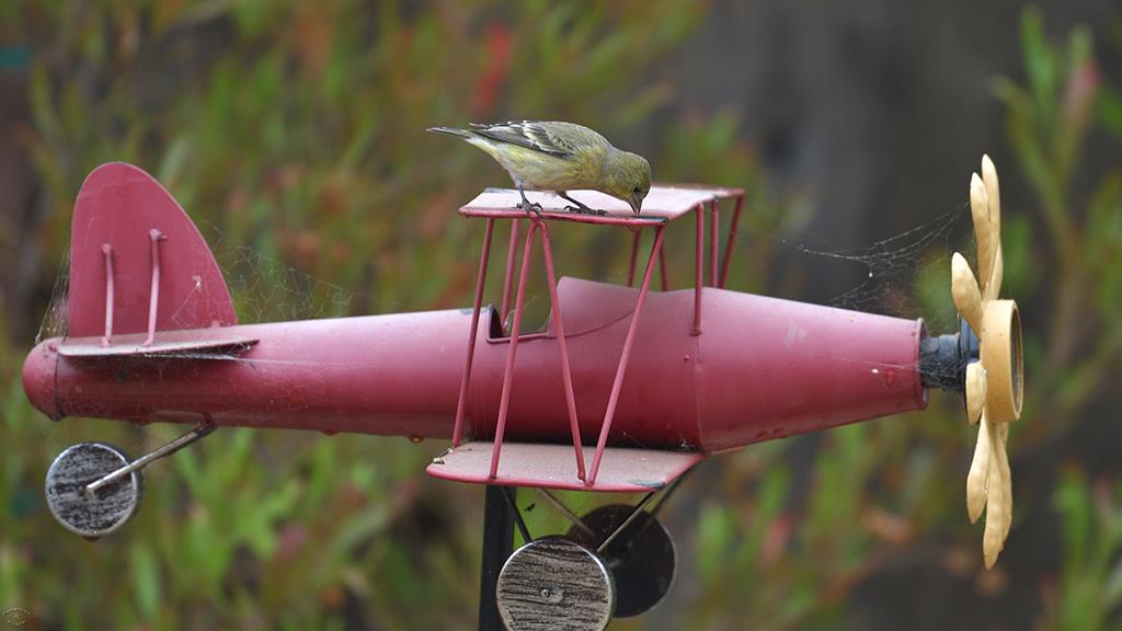 31-Lesser Goldfinch (2018-09)-01