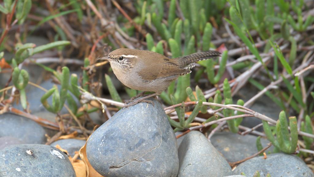 32-Bewick's Wren (2018-09)-03