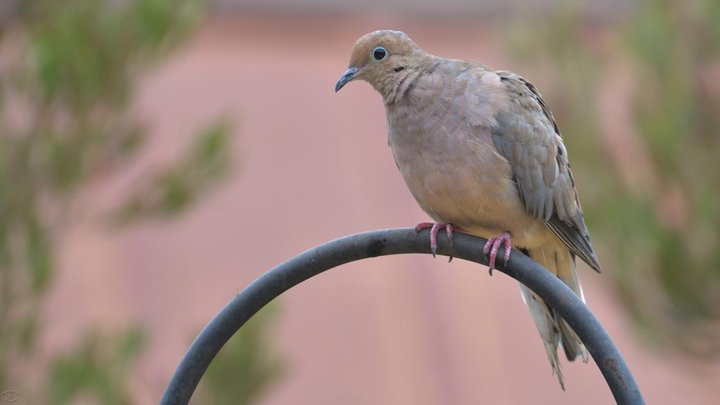 33-Mourning Dove (2018-09)-01