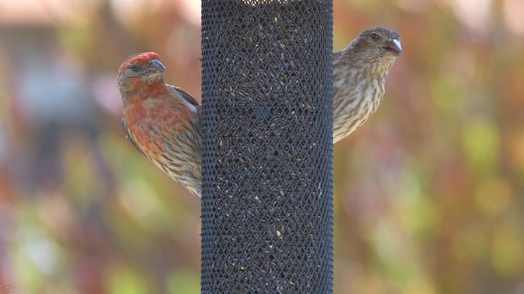 34-House Finch (2017-06)-01