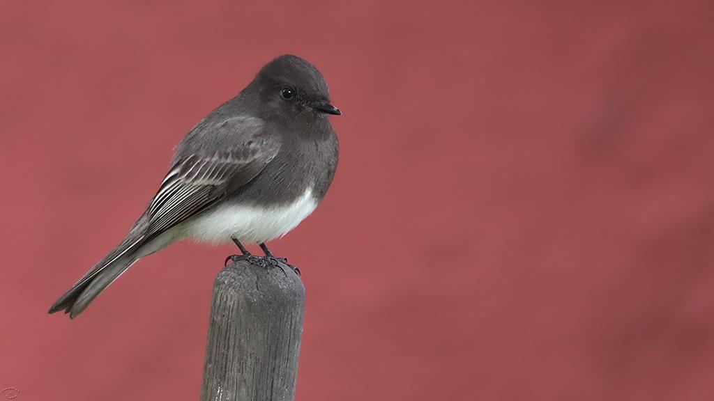 35-Black Phoebe (2017-03)-01