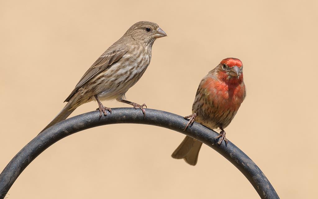 36-House Finch (April2015)-07