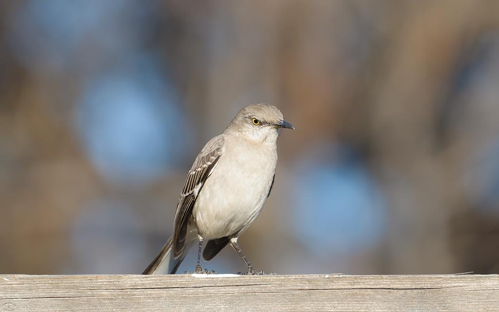 37-Northern Mockingbird (Mar2015)-01