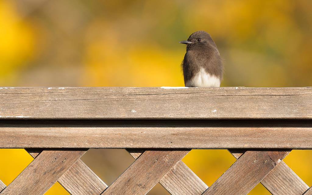 38-Black Phoebe (Jan2015)-02