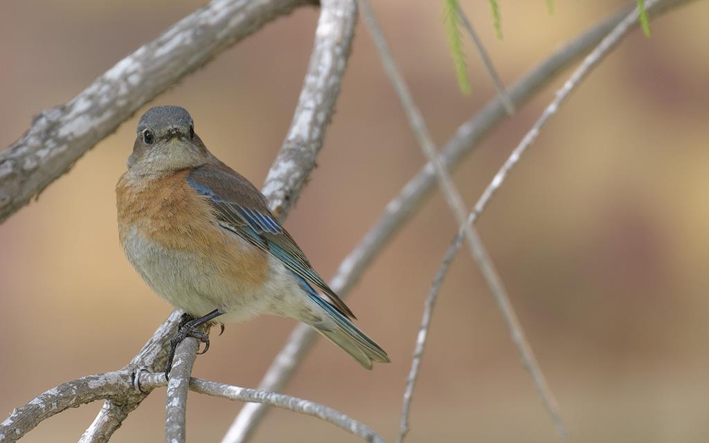 40-Western Bluebird (UCLA_Mar24_2014)-05