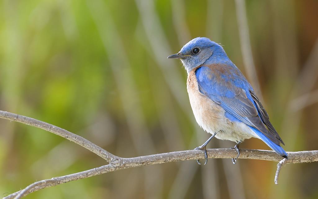 41-Western Bluebird (UCLA_Mar24_2014)-04