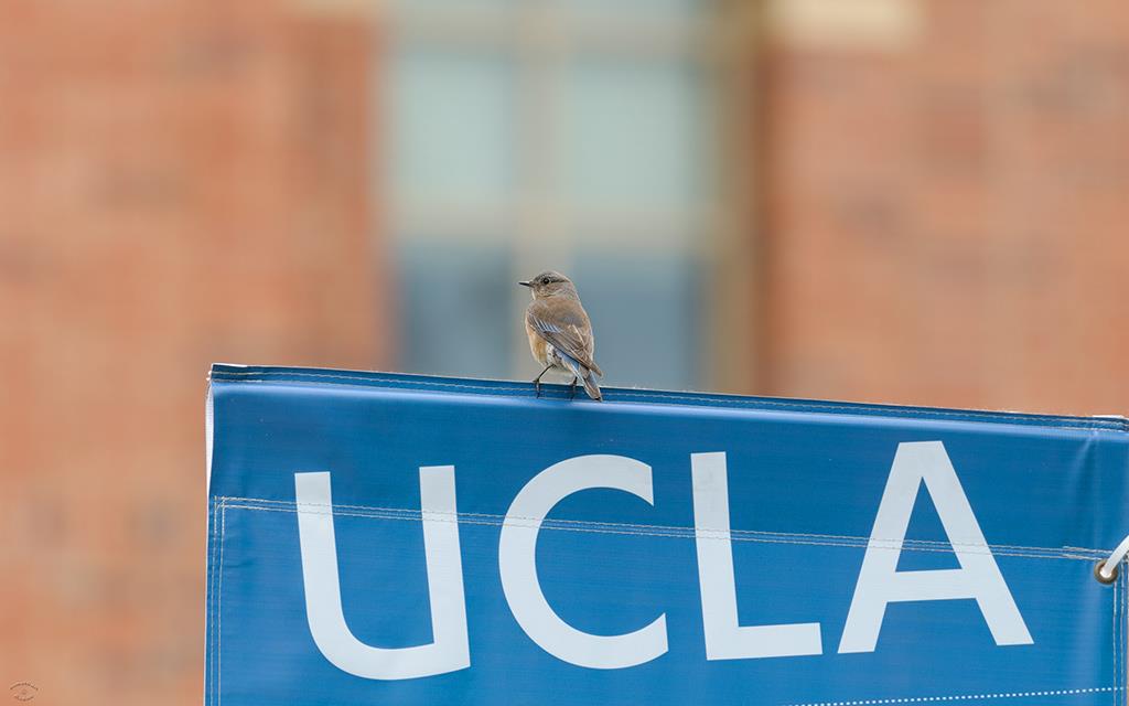 42-Western Bluebird (UCLA_Mar24_2014)-01