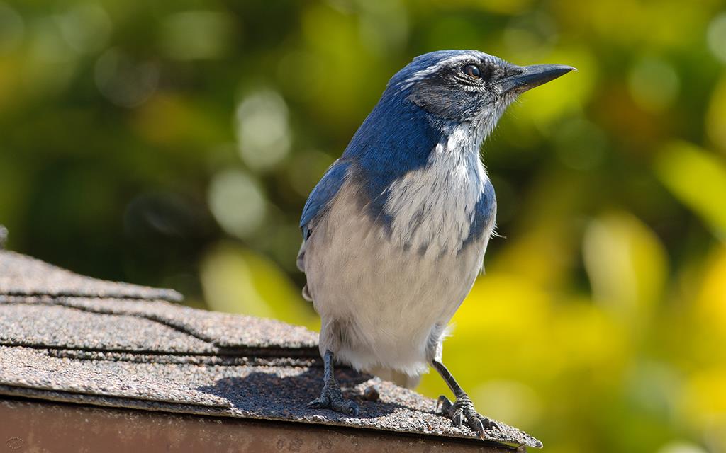 44-Scrub Jay-12