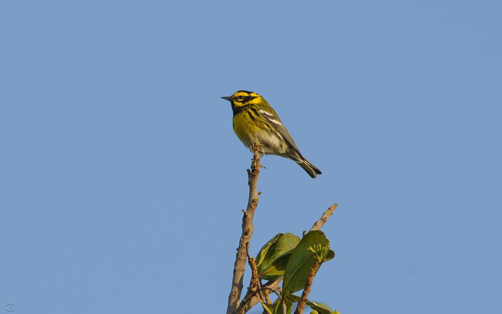 45-Townsend's Warbler-03