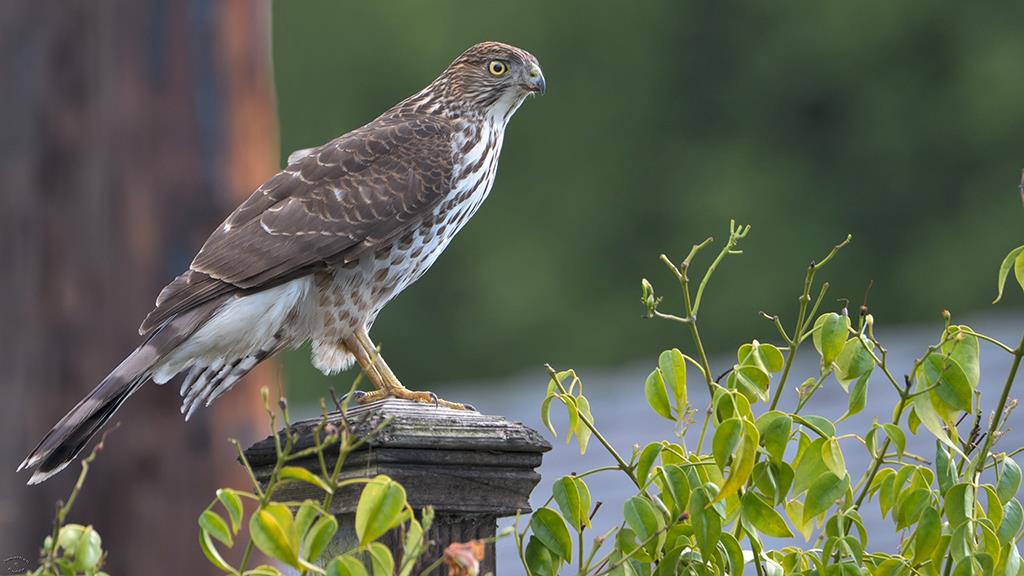 01-Cooper's Hawk (2019-11)-02