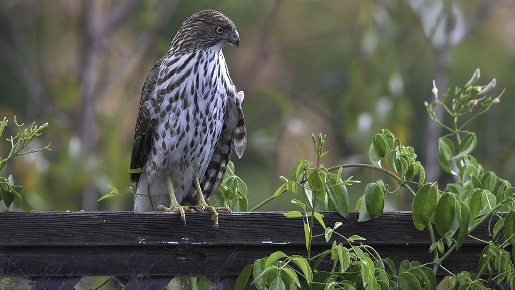 02-Cooper's Hawk (2019-11)-01