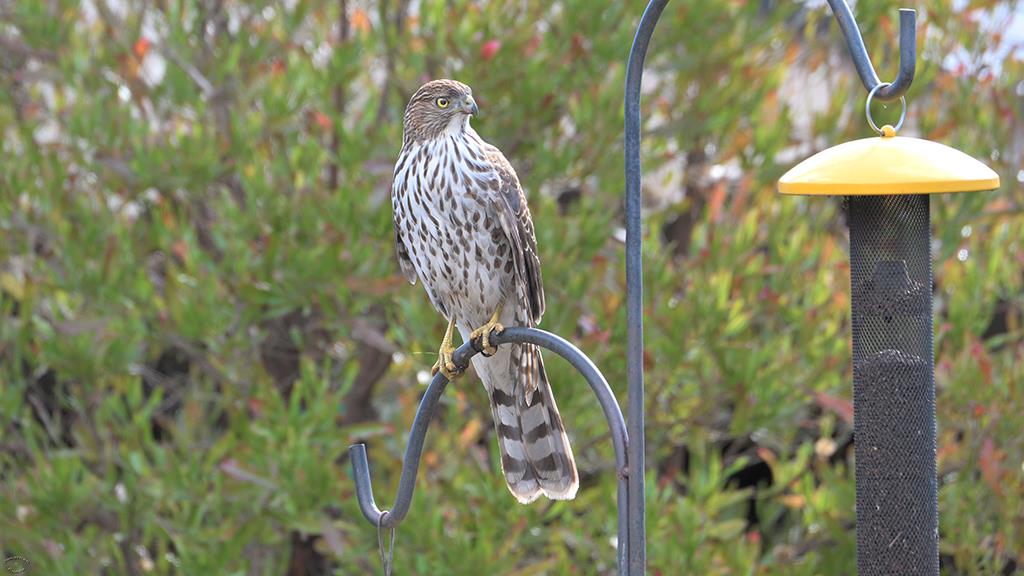 03-Cooper's Hawk (2019-11)-00