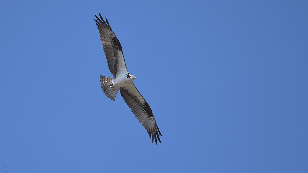 04-Osprey (YNP2019)-01