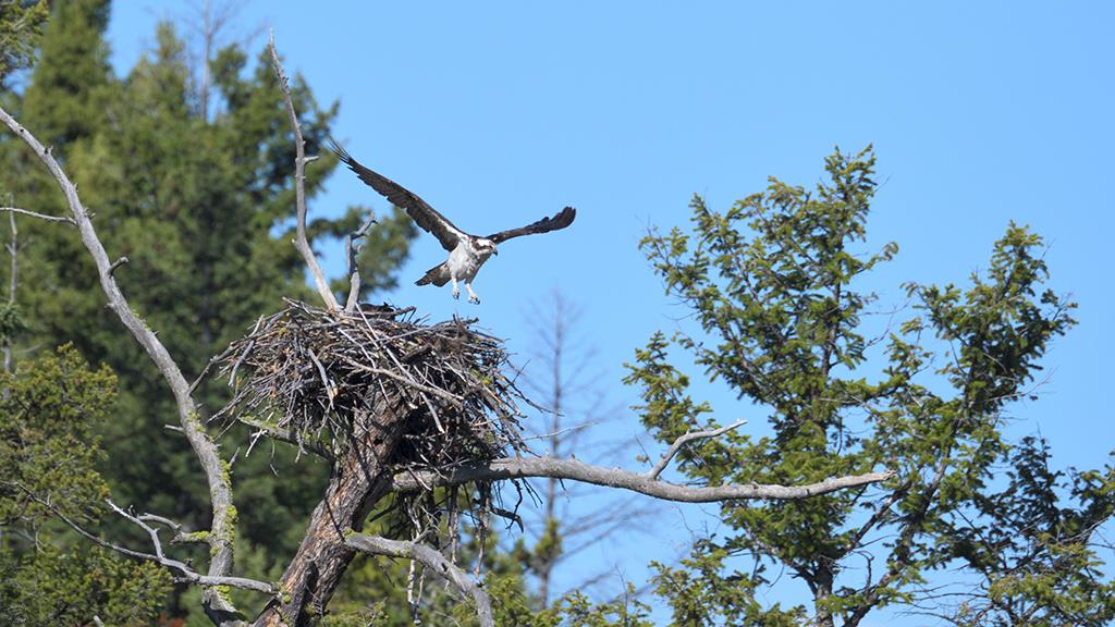 05-Osprey (YNP2019)-05