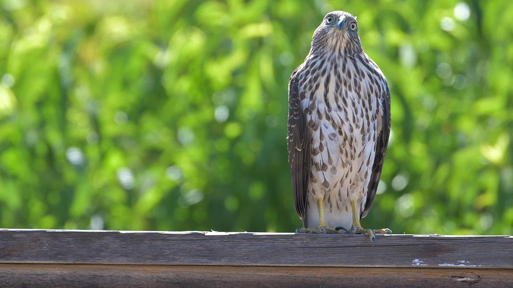 06-Coopers Hawk (2018-07)-15