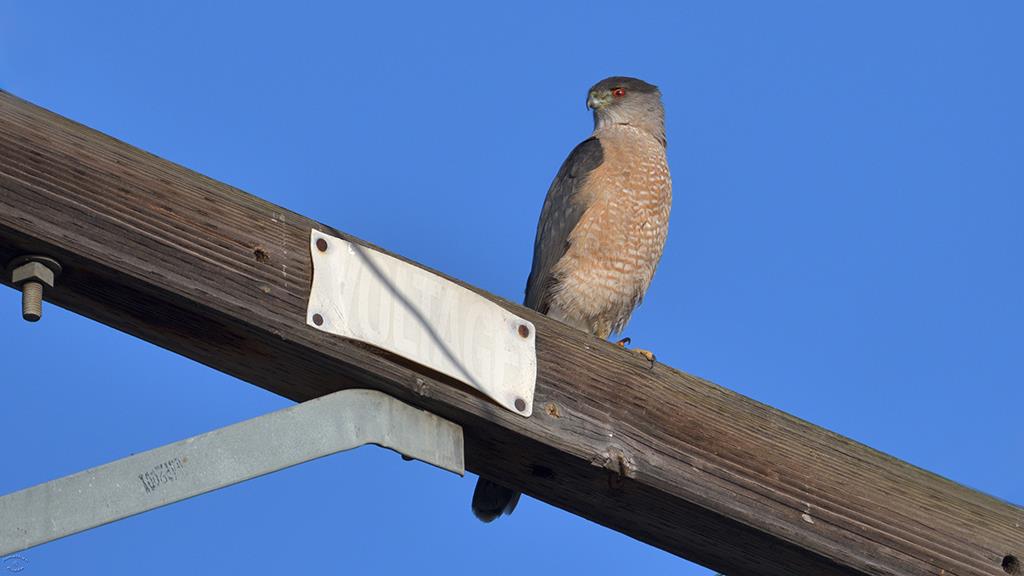 28-Cooper's Hawk (2018-04)-01