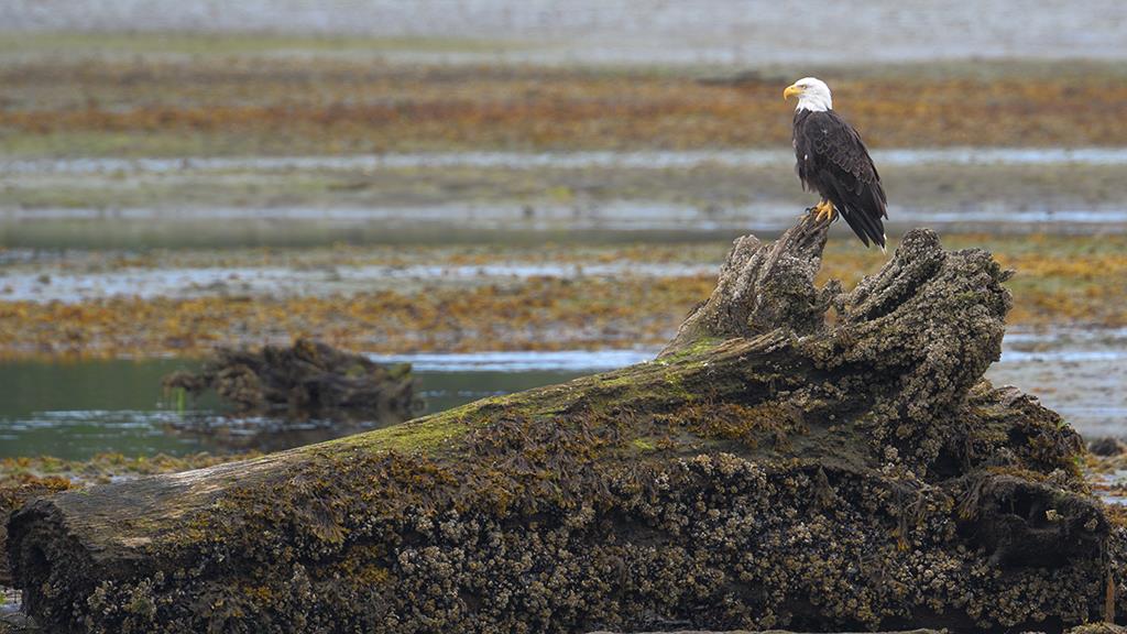 42-Bald Eagle (BC2017)-06