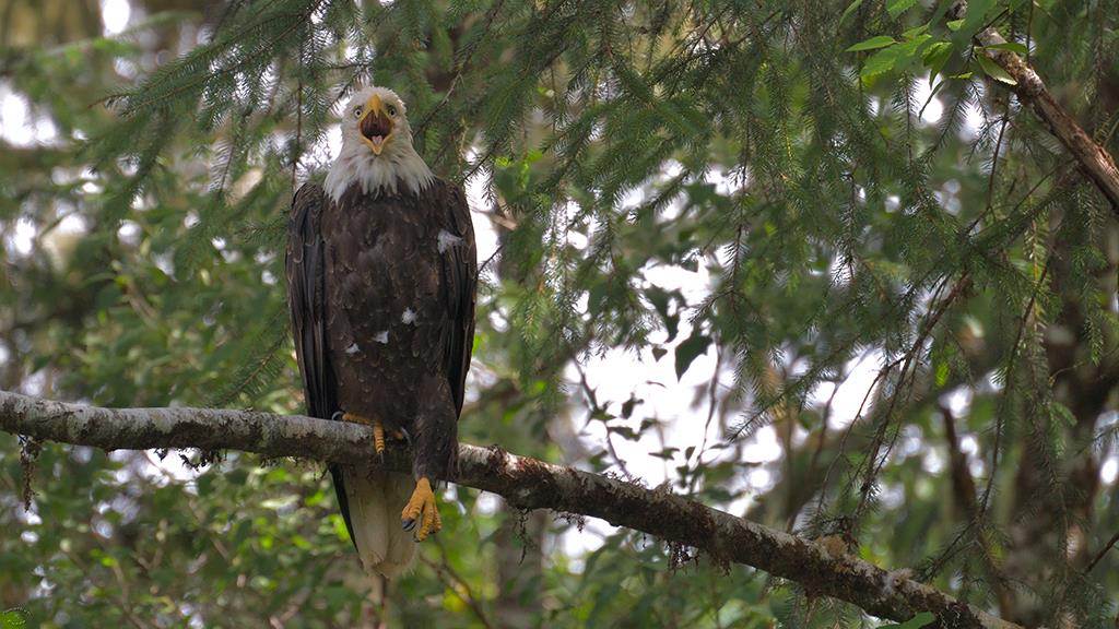 43-Bald Eagle (BC2017)-12