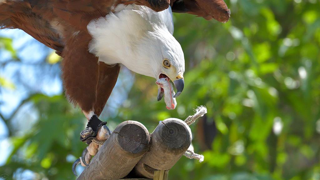 45-African Fish Eagle (LAZooApr2017)-03