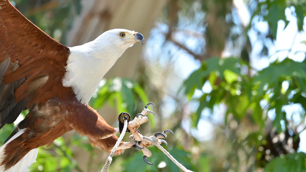 46-African Fish Eagle (LAZooApr2017)-02