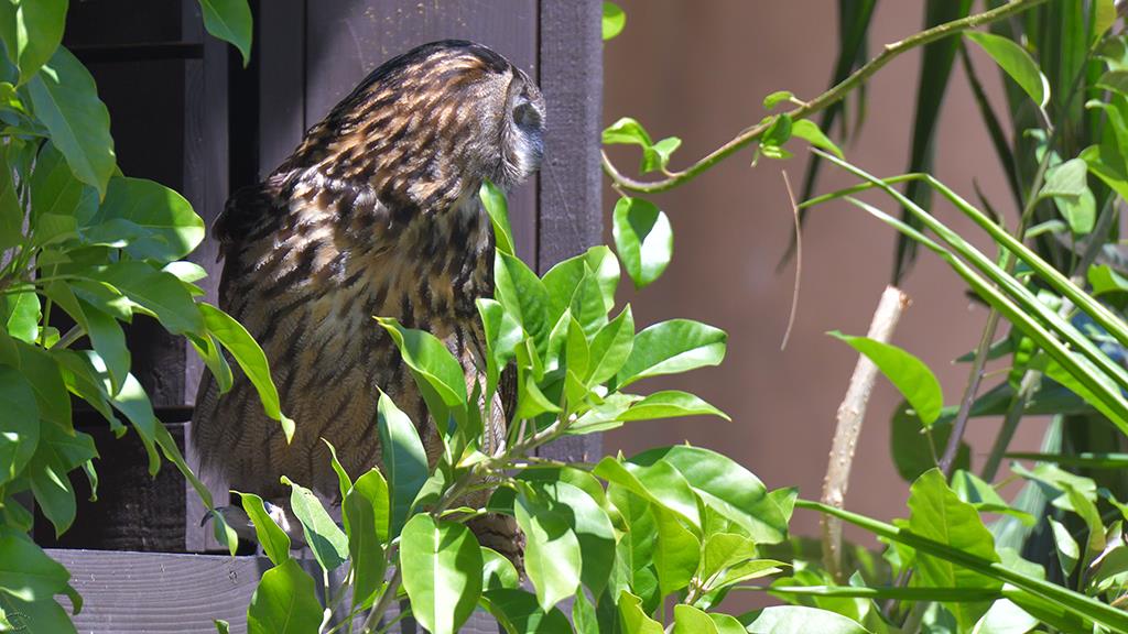 48-Eurasian Eagle Owl (LAZooApr2017)-02