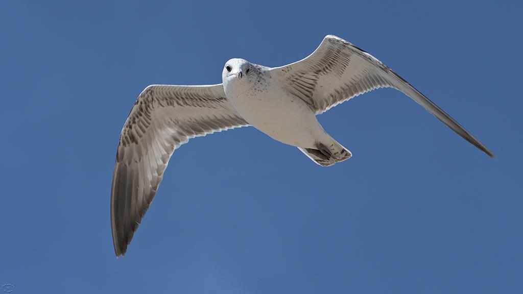 01-Seagull (2019-Oct)-01